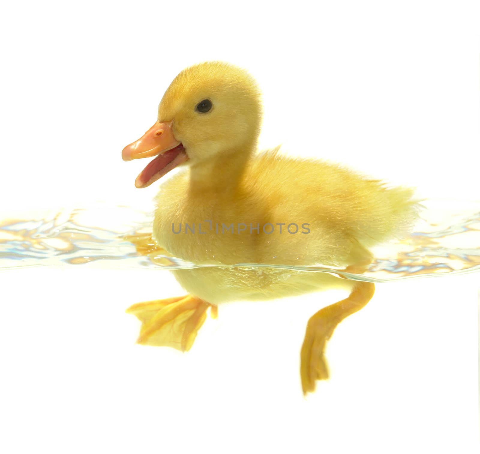 swimming nestling of duck on white background