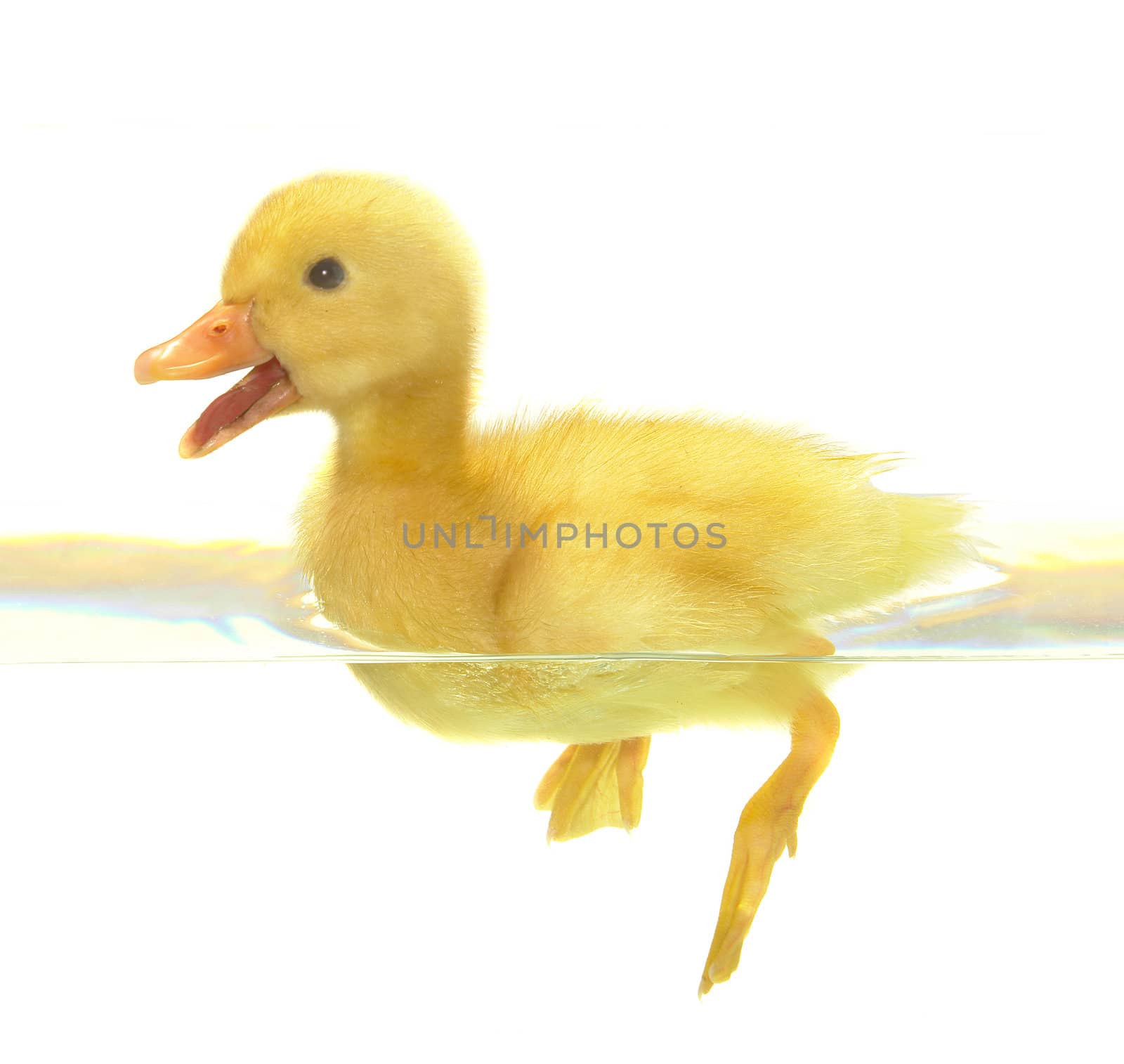 swimming nestling of duck on white background