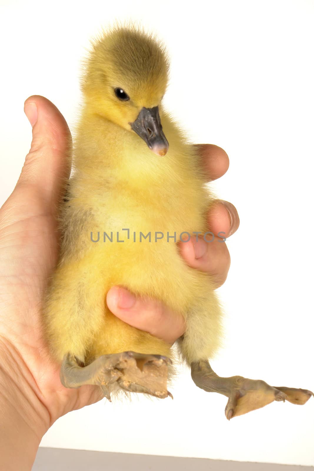 goose on a hand on a white background