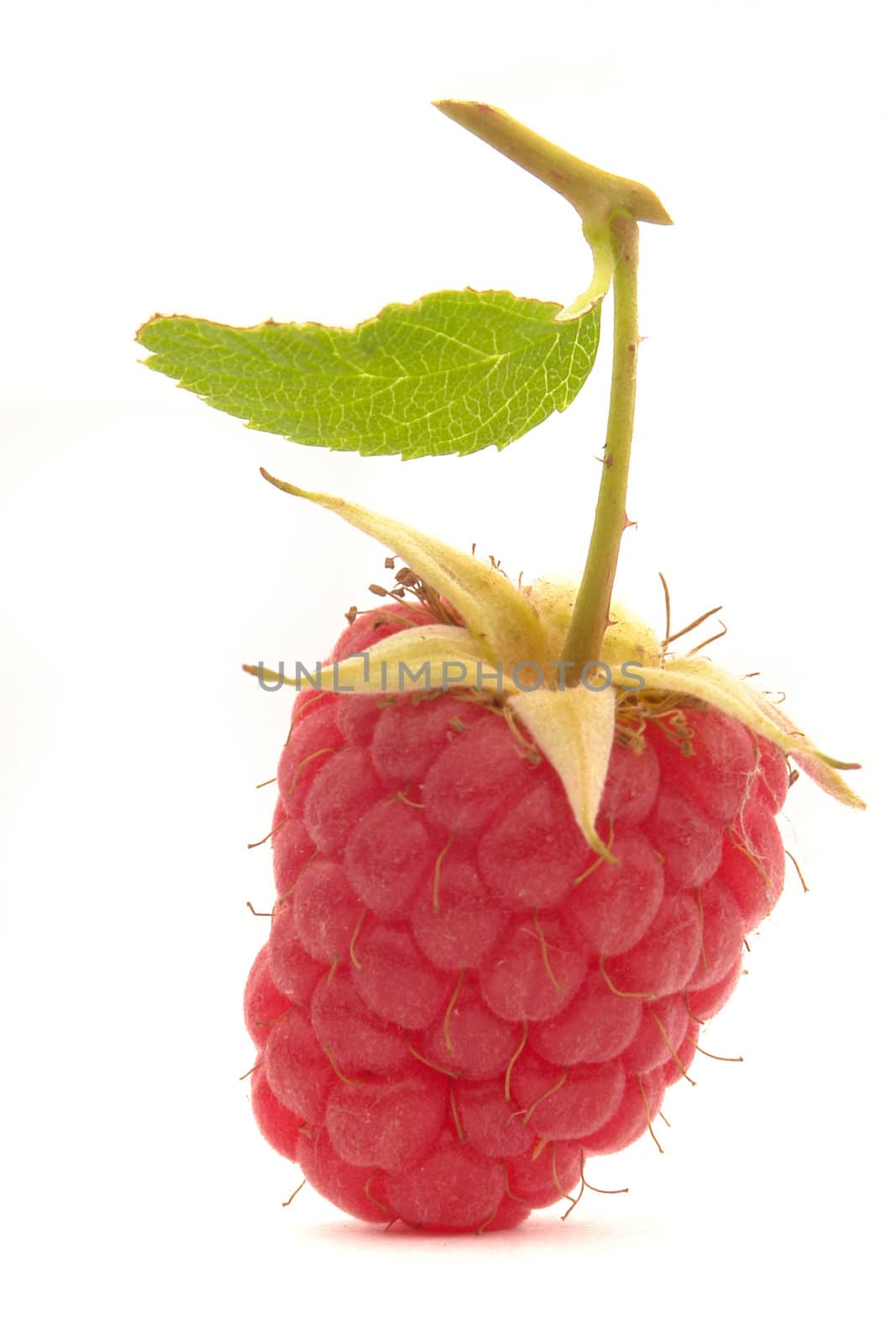 raspberries isolated on white...                                