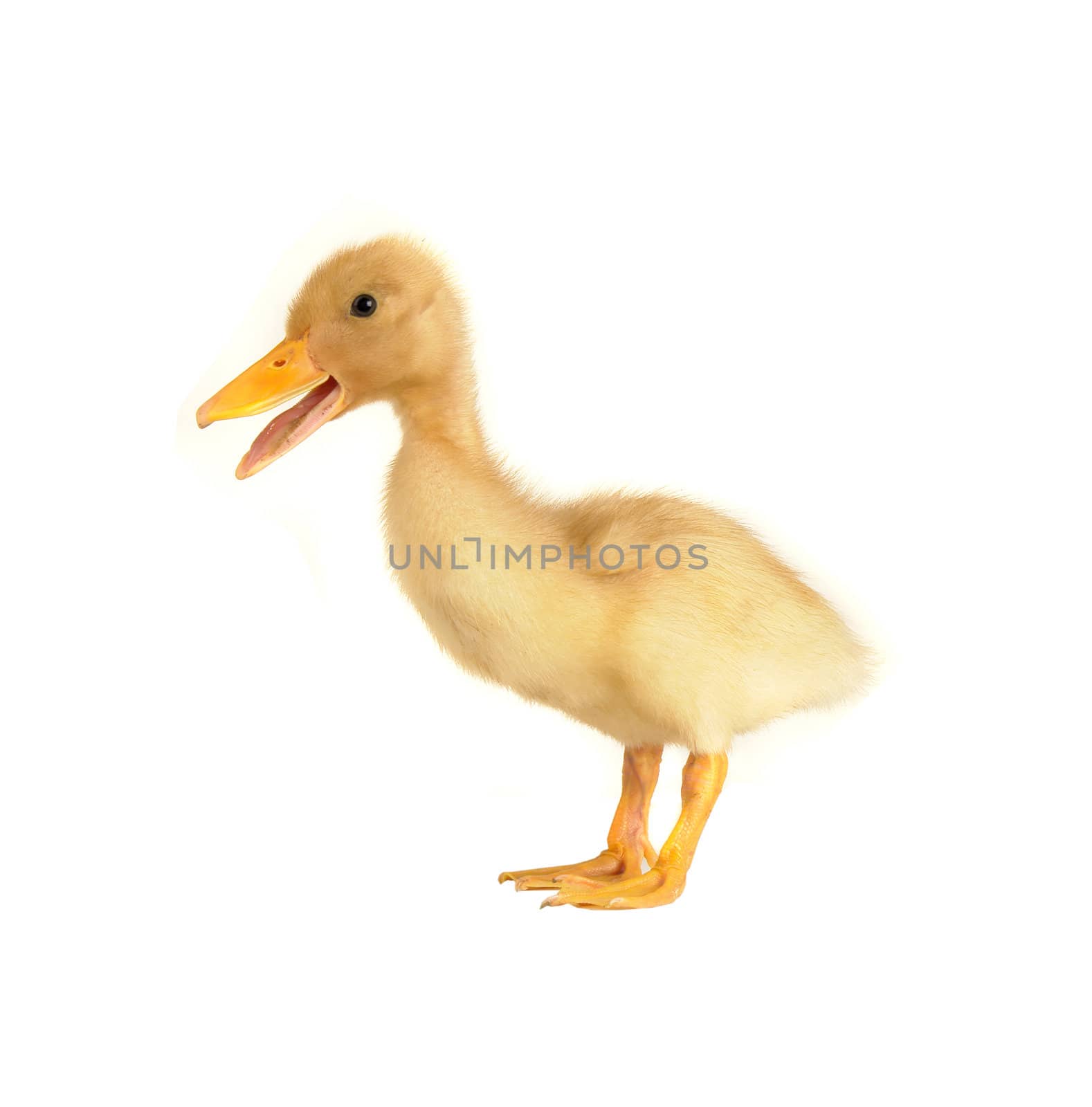  duck on  a white background