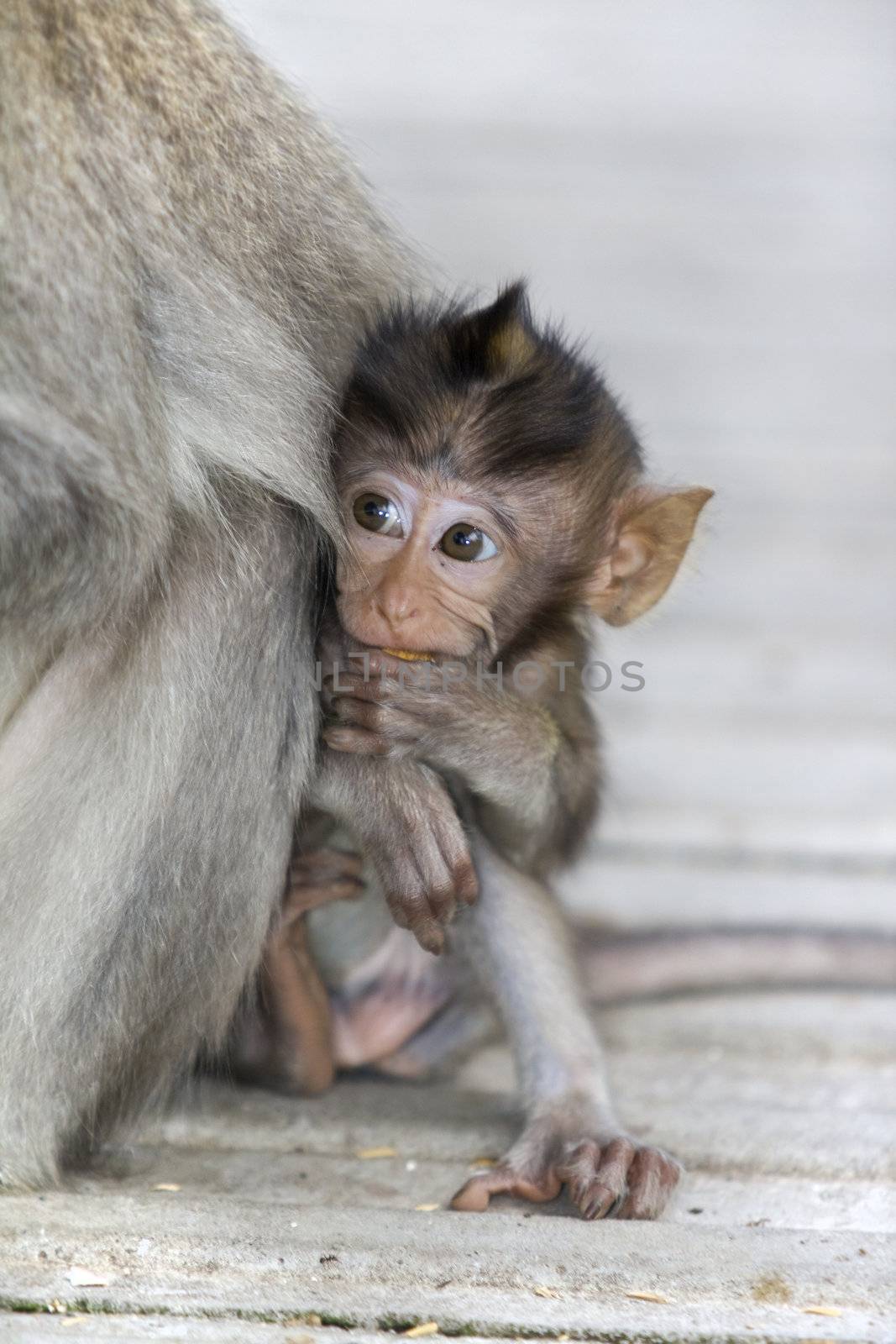 Macaque monkey  by kjorgen