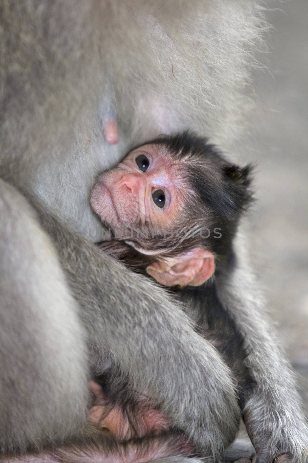A macaque monkey in the arms of his mother , Bali, Indonesia
