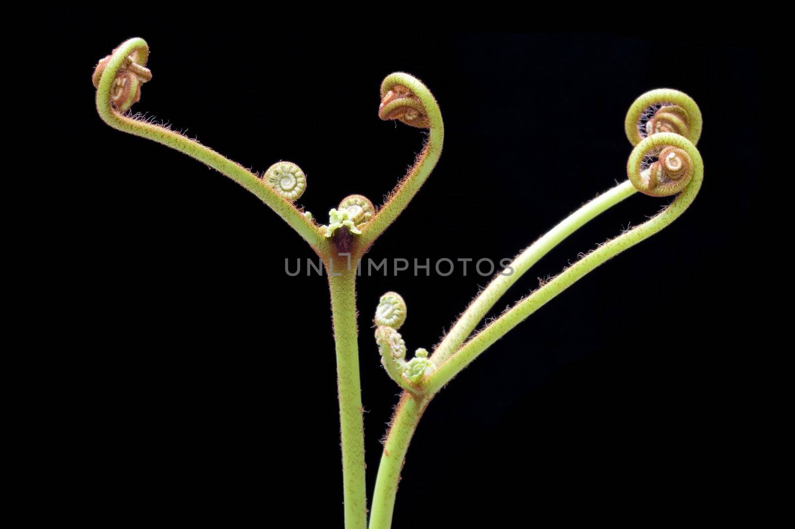 New sporophyte fronds of Ferns (Pteridophyte) found at the tropical rainforest of Bukit Tinggi, Pahang, Malaysia. A fern, or pteridophyte, is any one of a group of some twenty thousand species of plants classified in the Division Pteridophyta, formerly known as Filicophyta. A fern is defined as a vascular plant that does not produce seeds, but reproduces by spores to initiate an alternation of generations. New sporophyte fronds typically arise by circinate vernation (that is, "leaf" formation by unrolling).