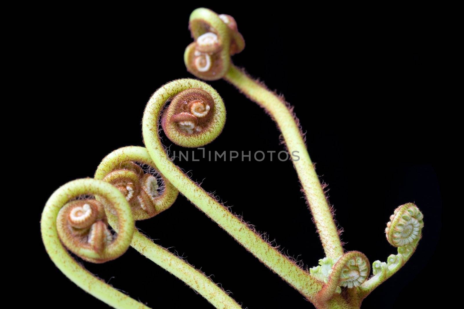 New sporophyte fronds of Ferns (Pteridophyte) found at the tropical rainforest of Bukit Tinggi, Pahang, Malaysia. A fern, or pteridophyte, is any one of a group of some twenty thousand species of plants classified in the Division Pteridophyta, formerly known as Filicophyta. A fern is defined as a vascular plant that does not produce seeds, but reproduces by spores to initiate an alternation of generations. New sporophyte fronds typically arise by circinate vernation (that is, "leaf" formation by unrolling). 
