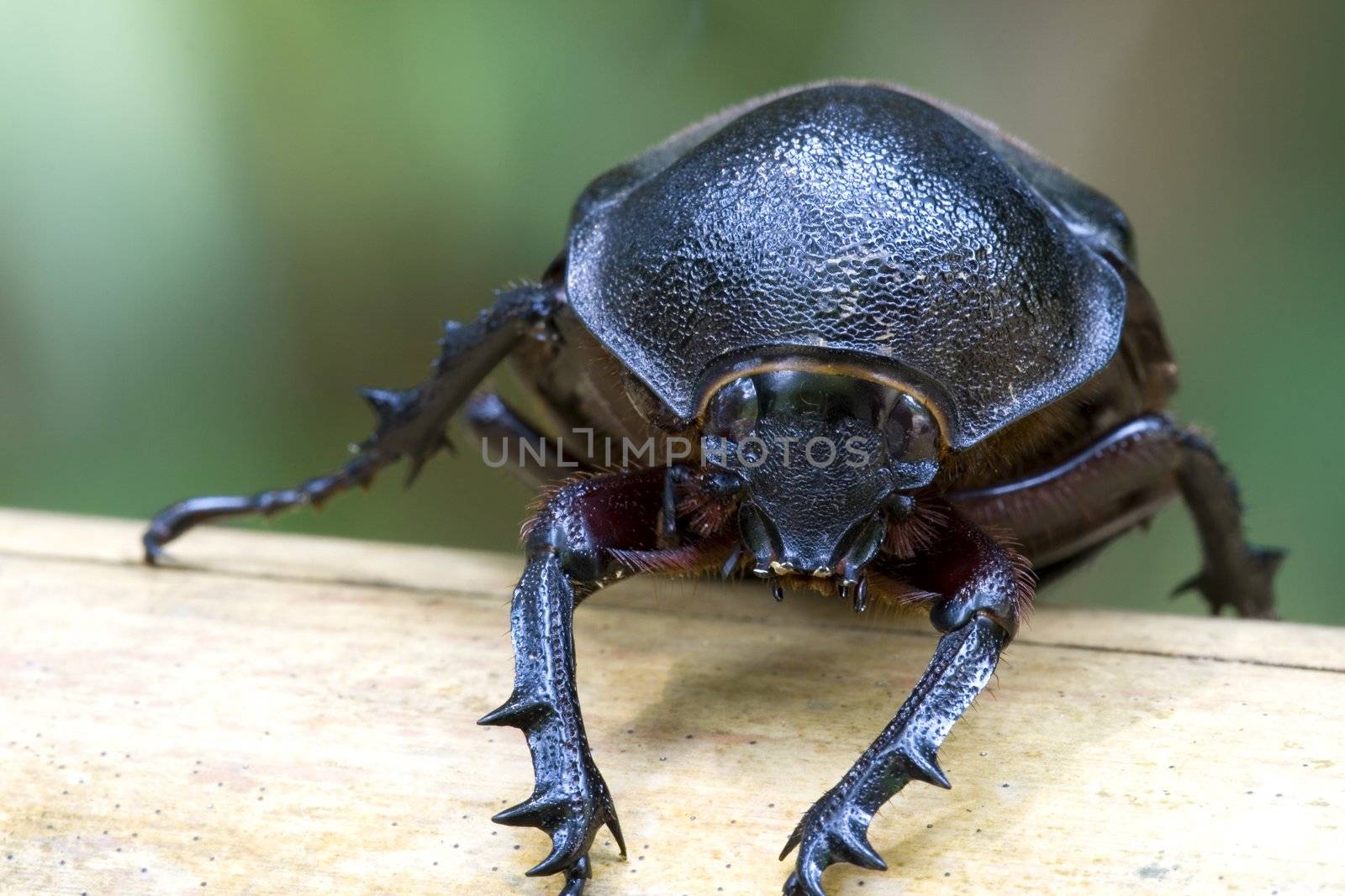 Rhinocerous Beetle (Xylotrupes gideon) by shariffc
