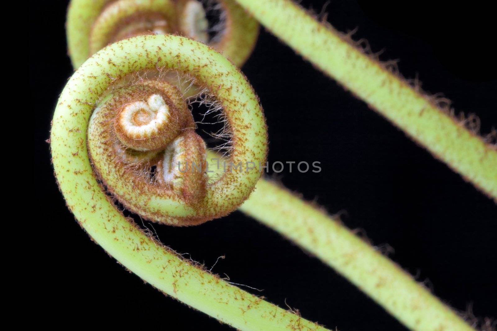 Ferns (Pteridophyte) by shariffc