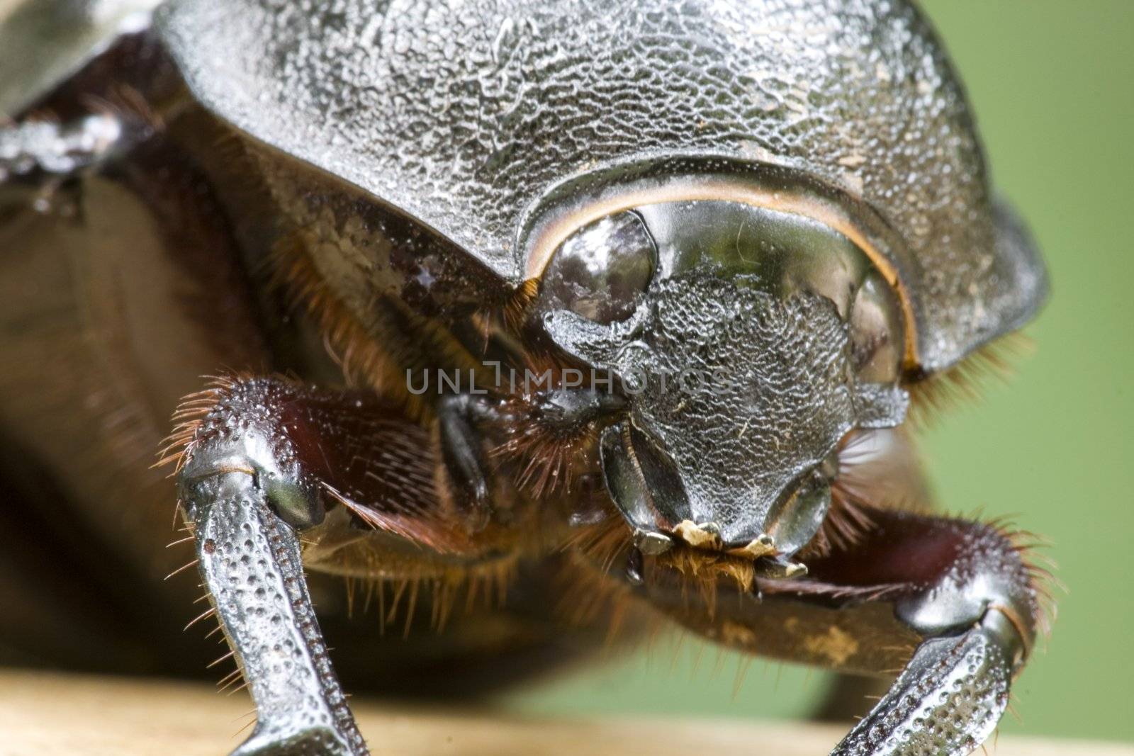 Rhinocerous Beetle (Xylotrupes gideon) by shariffc