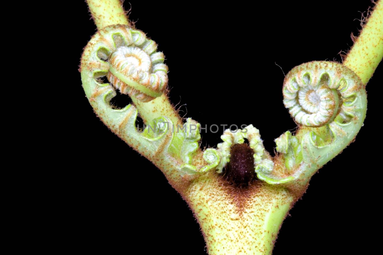 Ferns (Pteridophyte) by shariffc