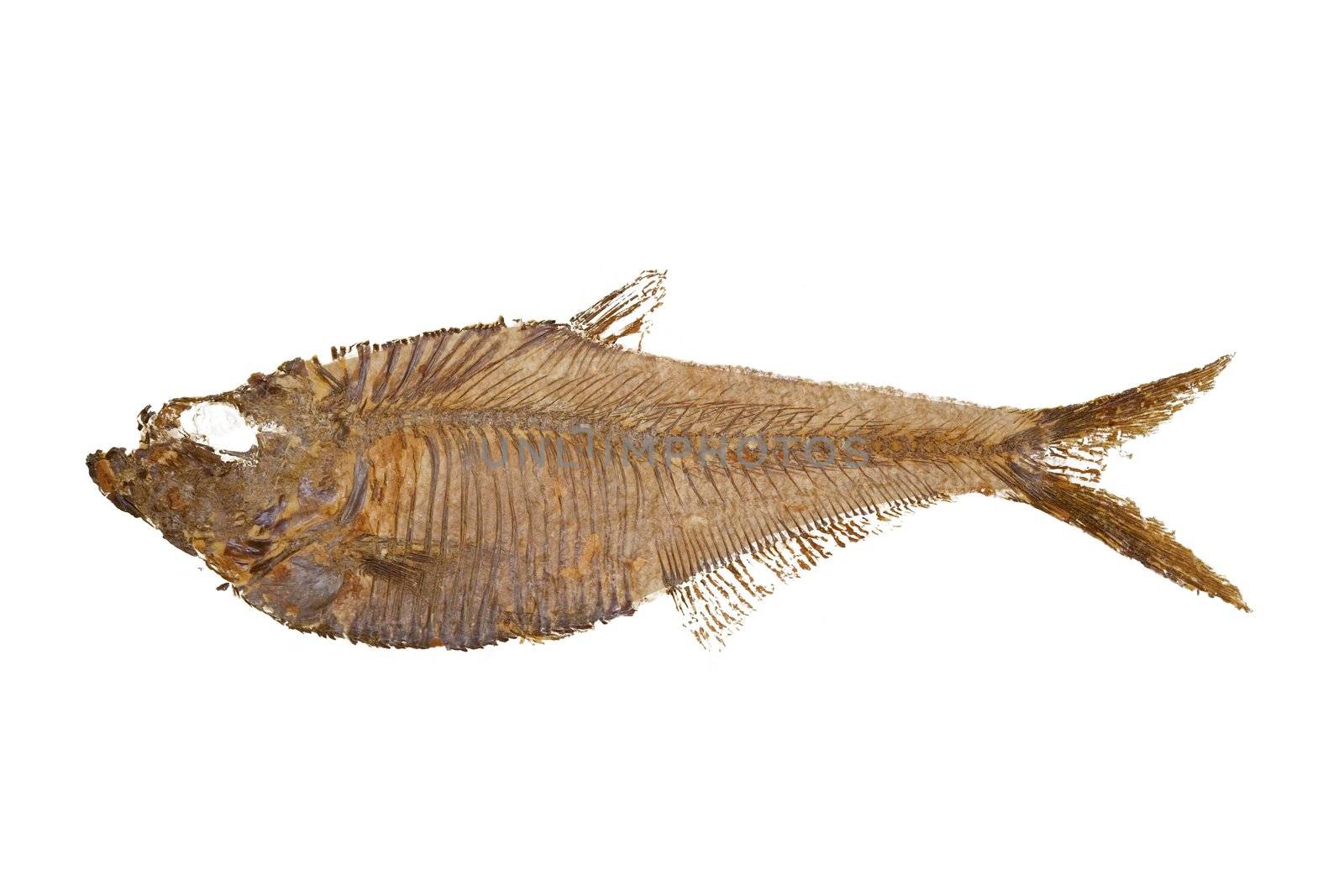 Macro image of a Fish Fossil (Diplomystus dentatus) originating from the Green River Formation of Wyoming, USA. This fossil is from the Eocene Period and is about 40 to 50 milliion years old.