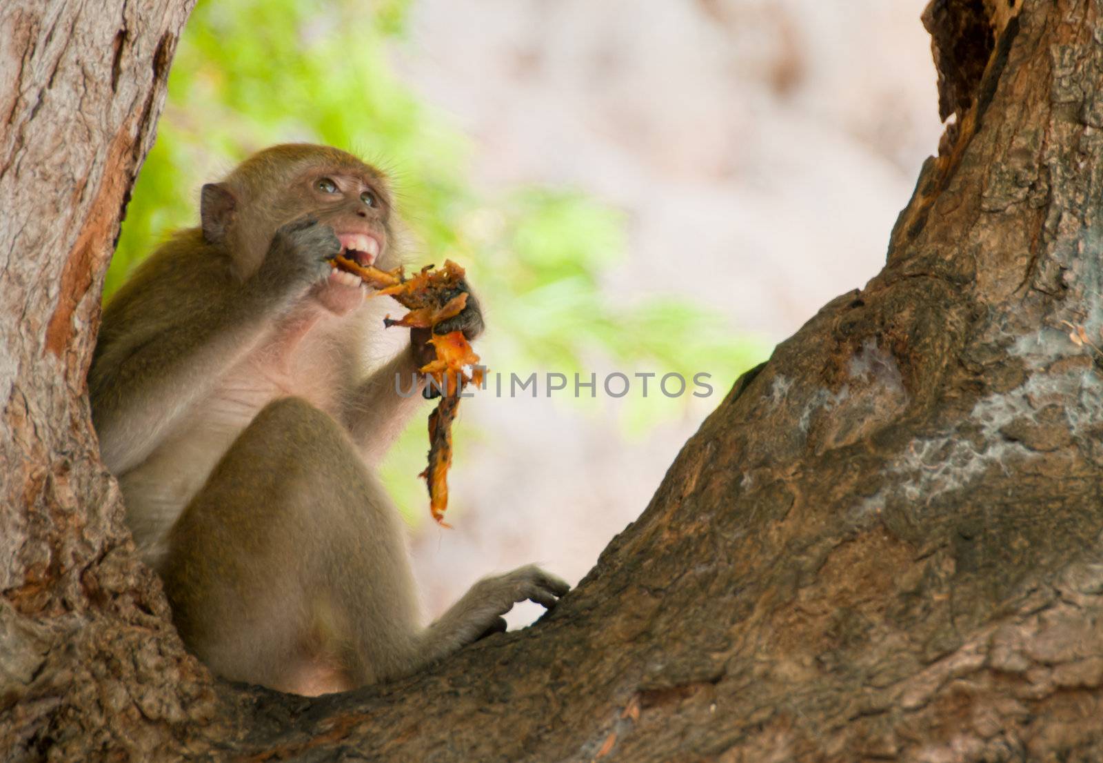 Monkey having an early lunch on Ao Nang beach in Krabbi, Thailand