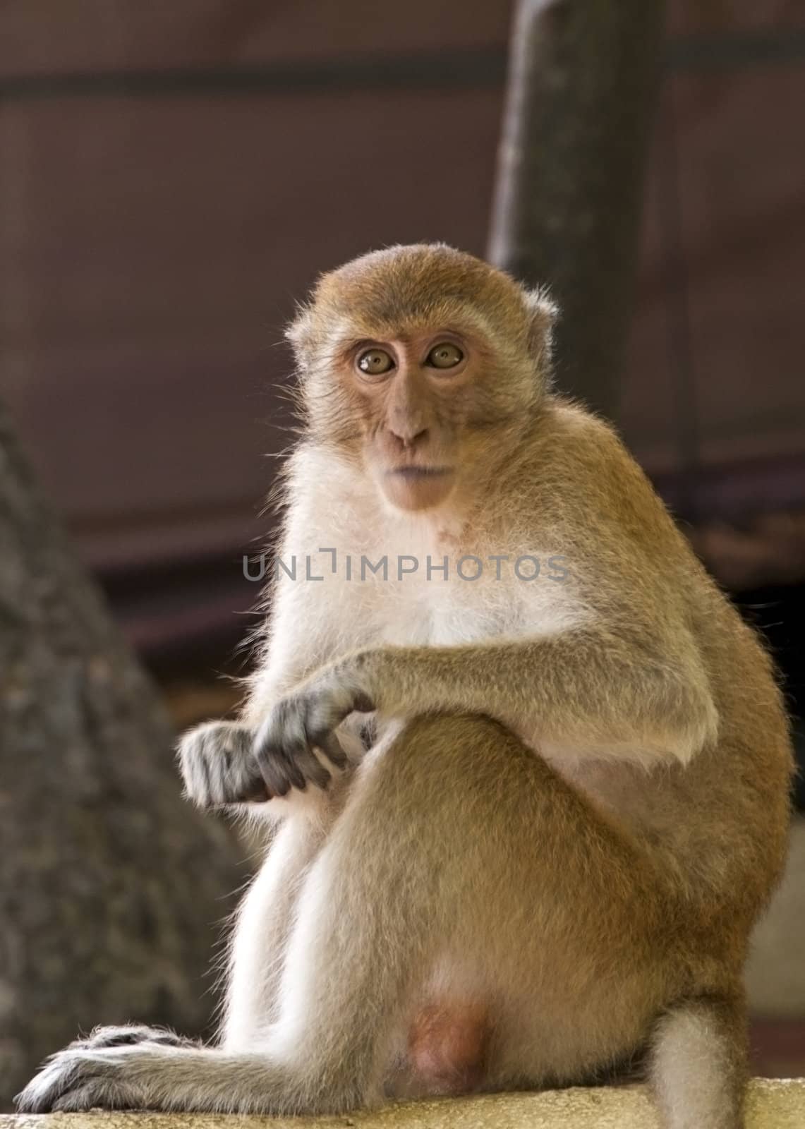 Curious Monkey in Thailand