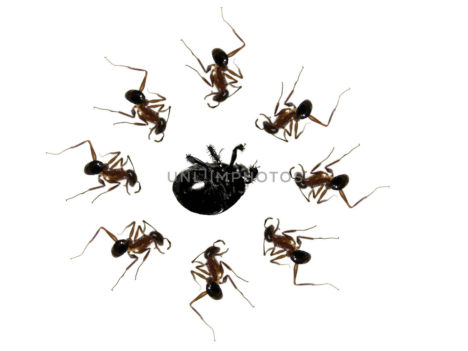 A metaphorical image of a team of ants strategically killing an insect, isolated on white background.