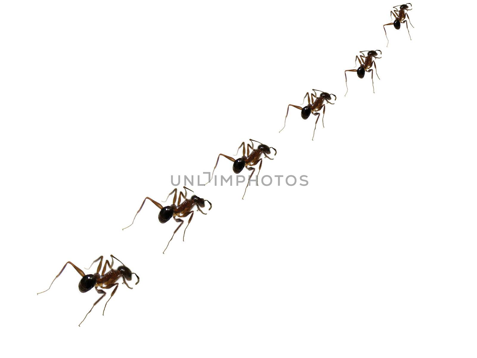 A metaphorical image of a team of ants walking in a line to their food resource in strict discipline