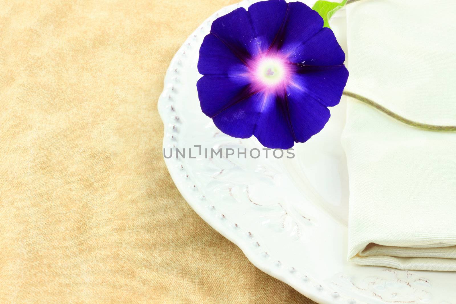 Place setting with Morning Glory and napkin. 