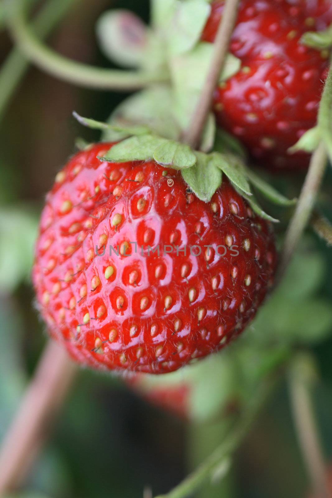 Few strawberries hanging on twig on green background