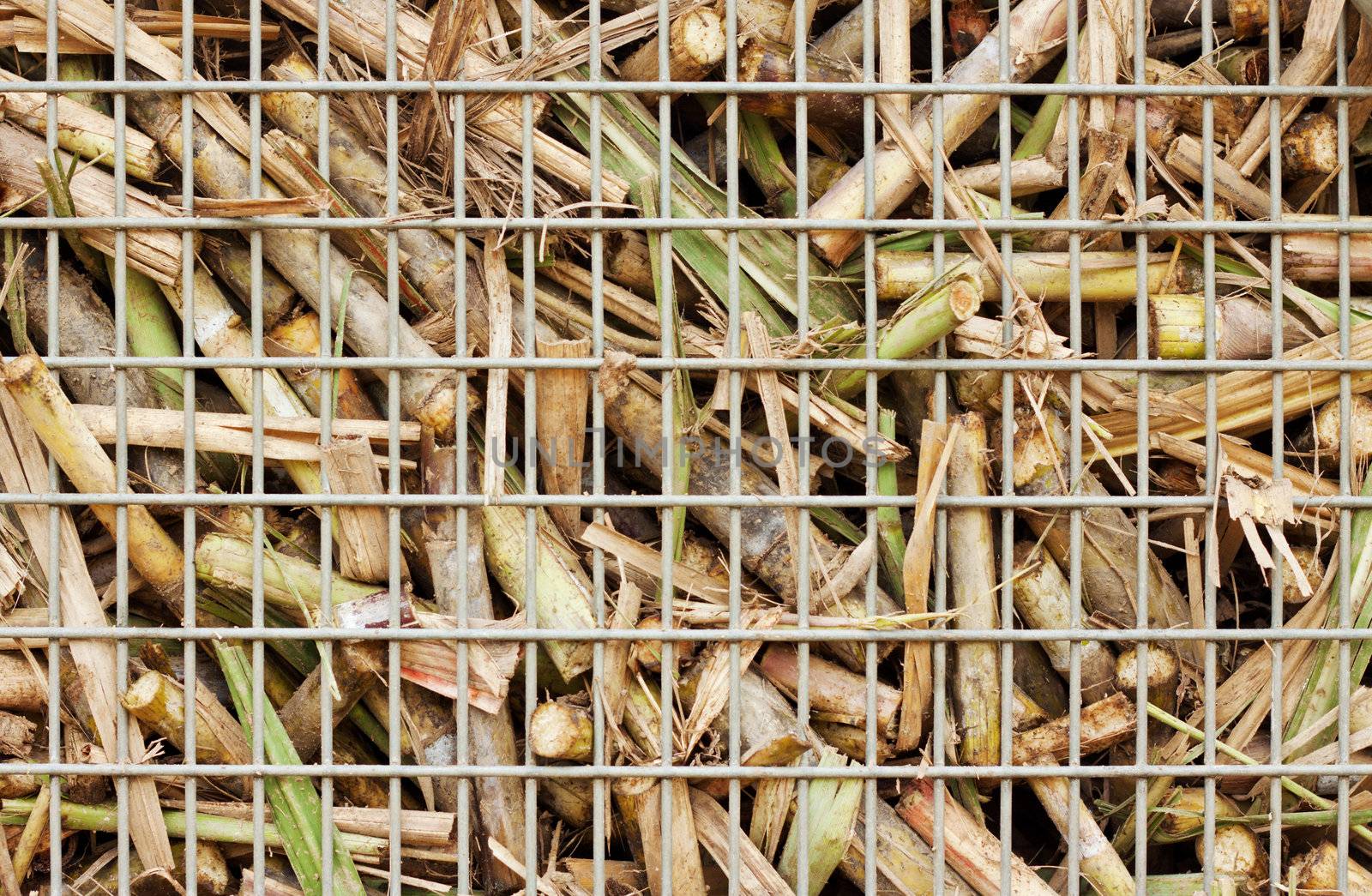 Closeup of sugar cane harvest by Jaykayl
