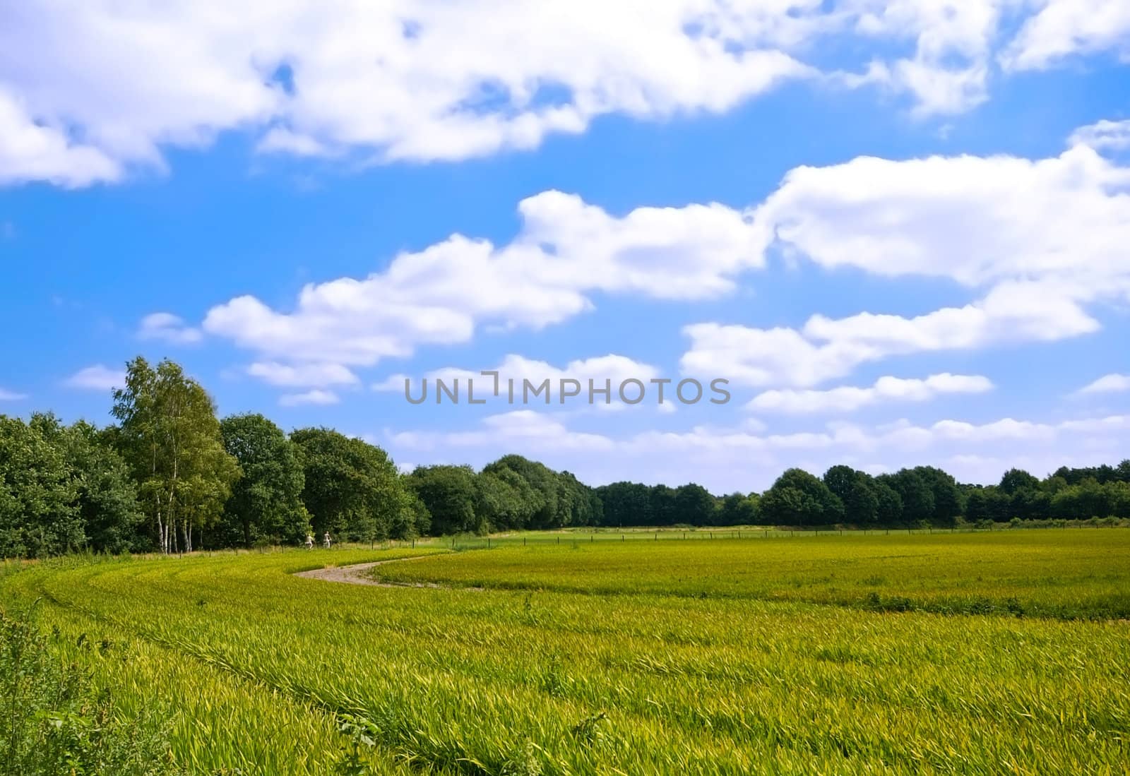 bright green agriculture farmland    by karinclaus