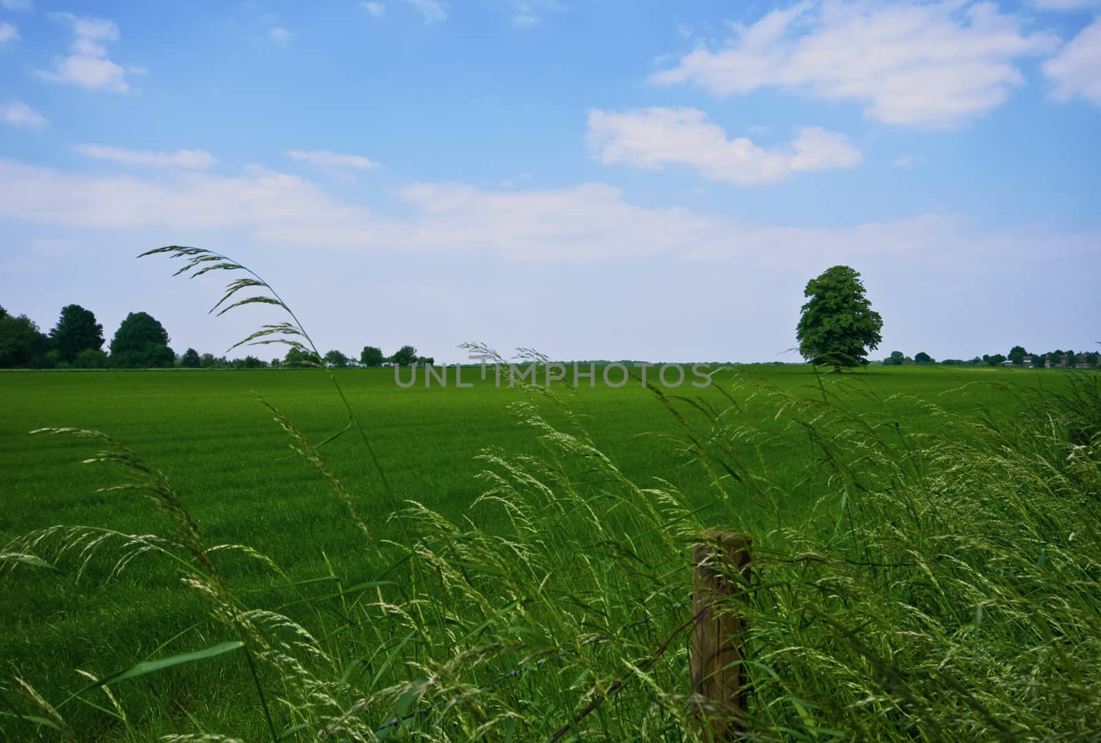 green pasture with lone standing tree  and blue sky