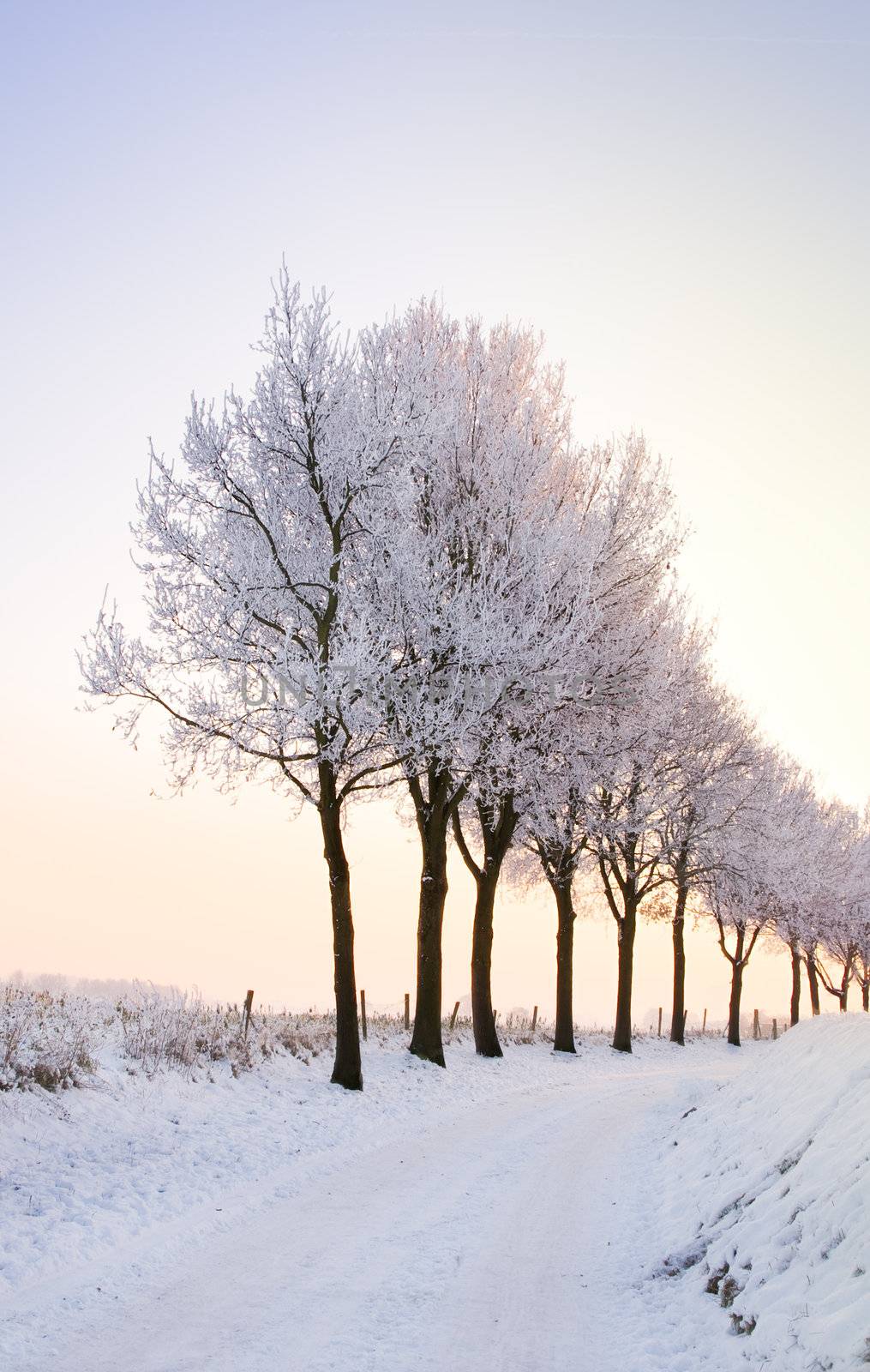 lovely scenic winter landscape with a row of trees at sunset