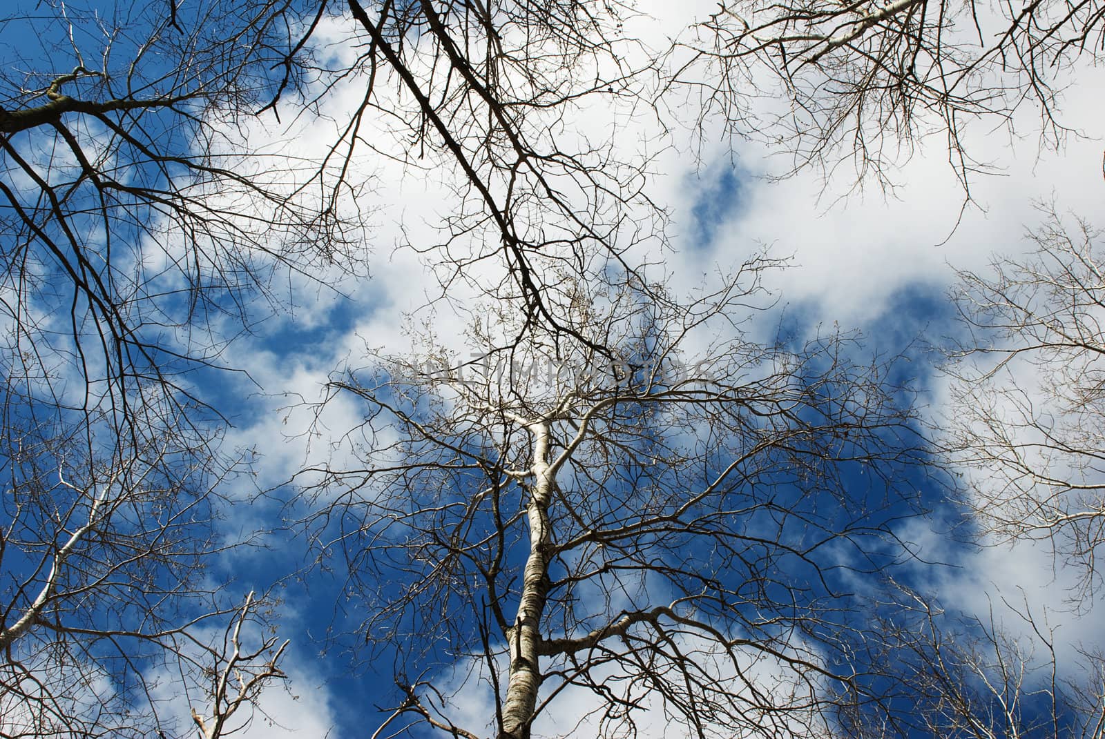 Birch trees with a blue sky background.