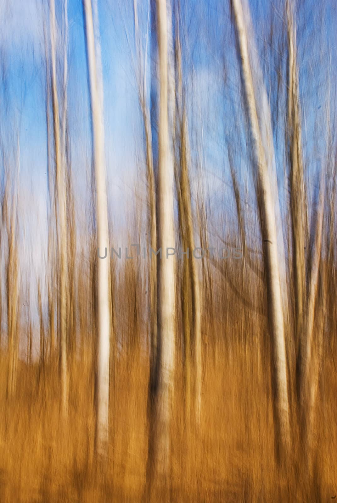 An abstract image of birch trees.