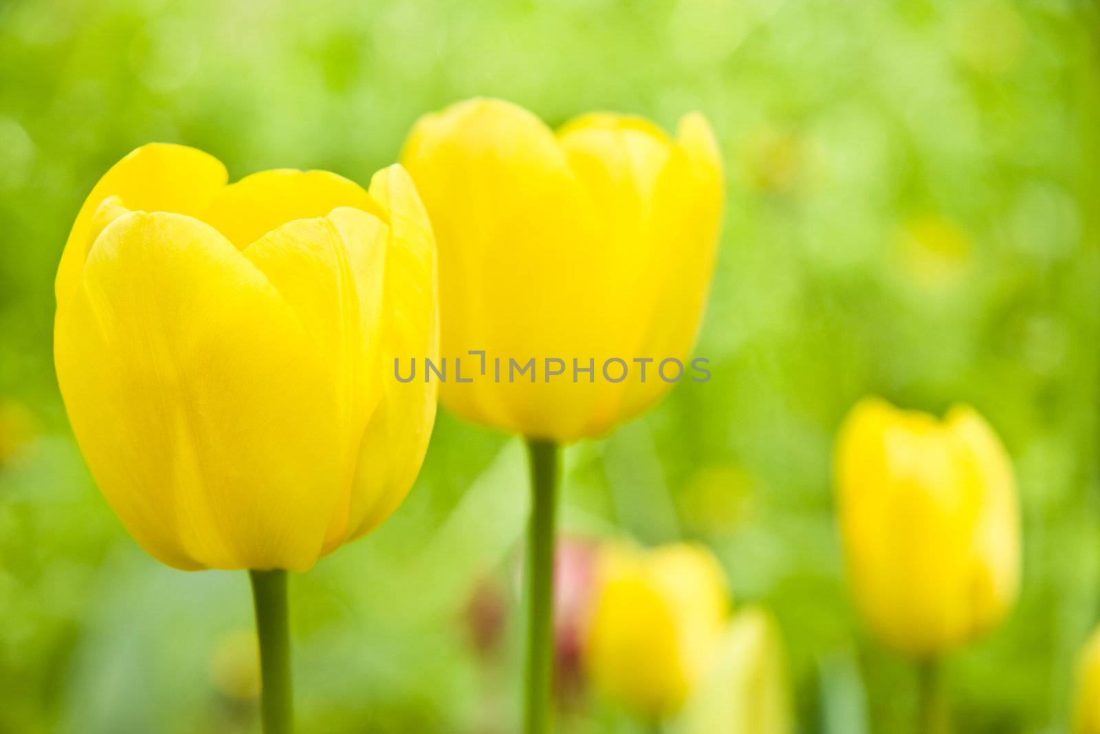 Sunny yellow tulips over green background for card