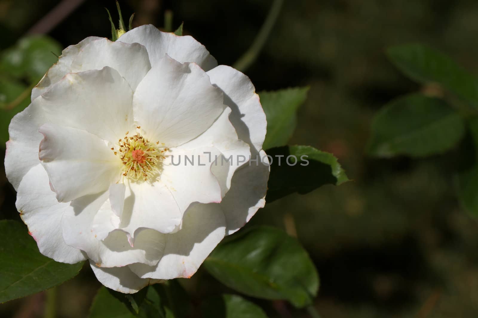 Macro of large mature white rose with soft background