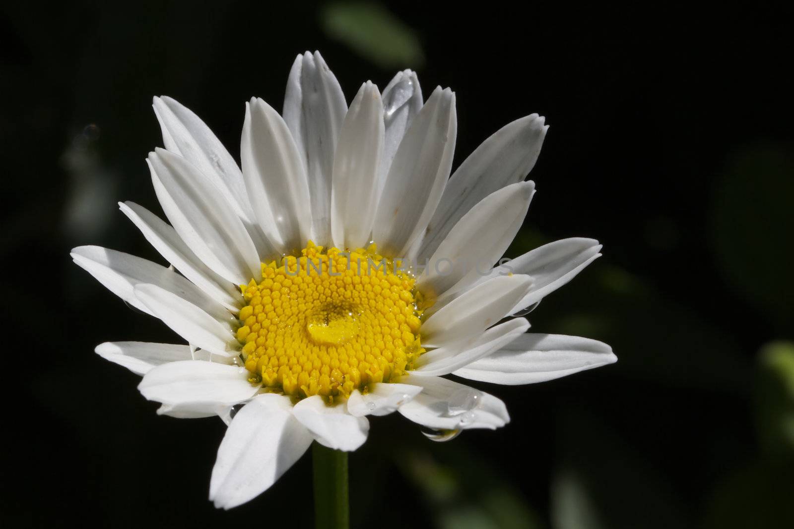 Brightly lit macro of daisy with  water drops