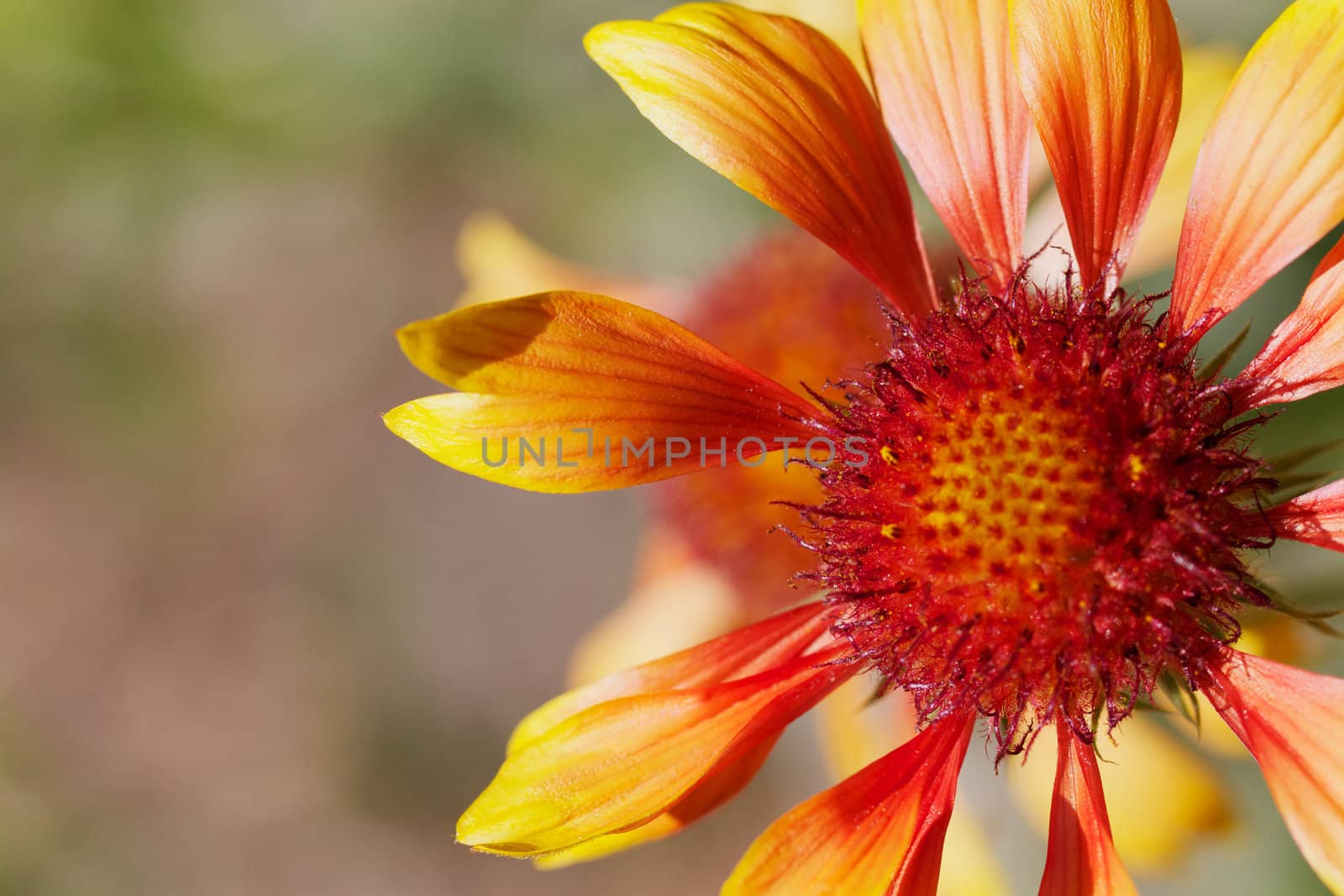 Red orange and yellow macro image of a Gloriosa Daisy with soft focus background