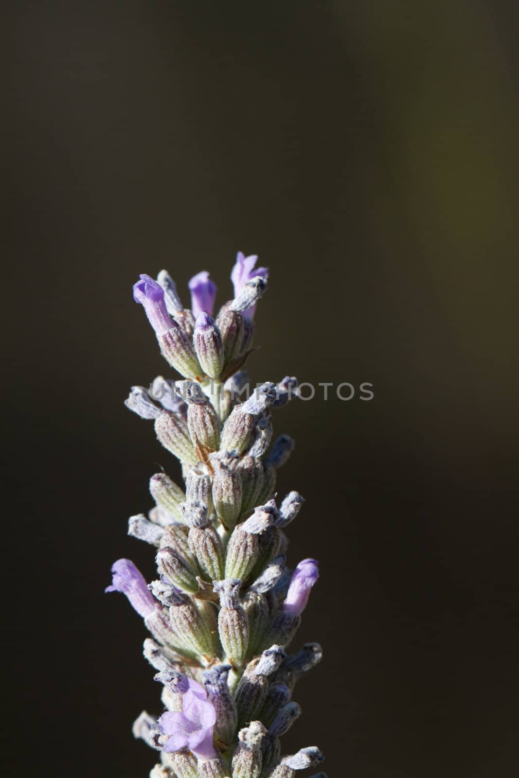 Macro image of violet and green lavender flowers