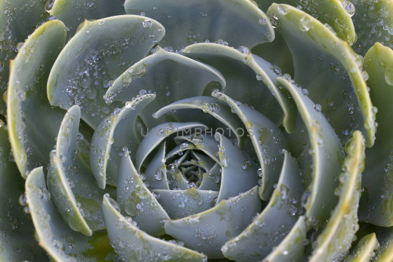 Macro image of water droplets covering a green succulent plant