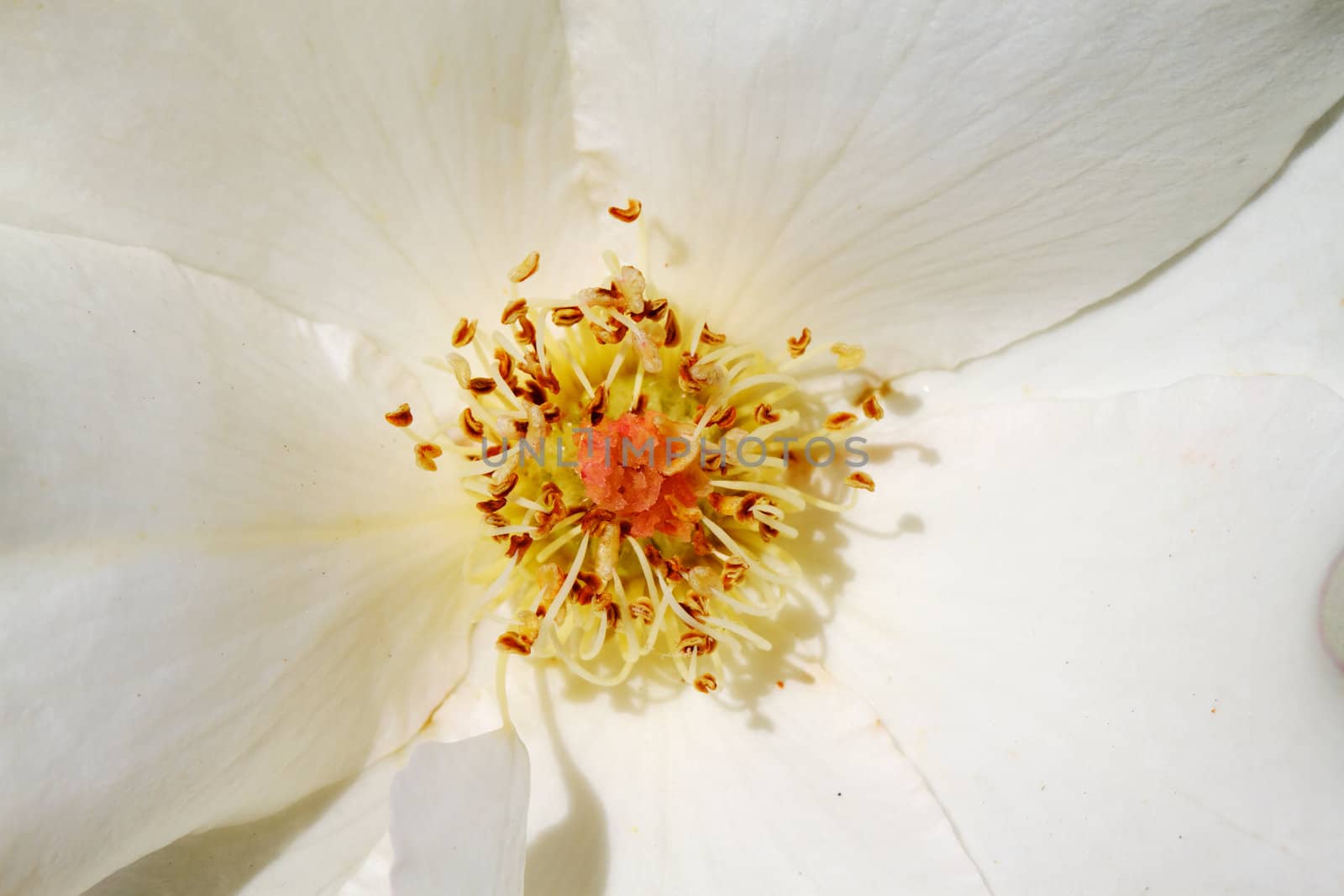 Close macro of the center of a white rose with details of the stamen and pistils