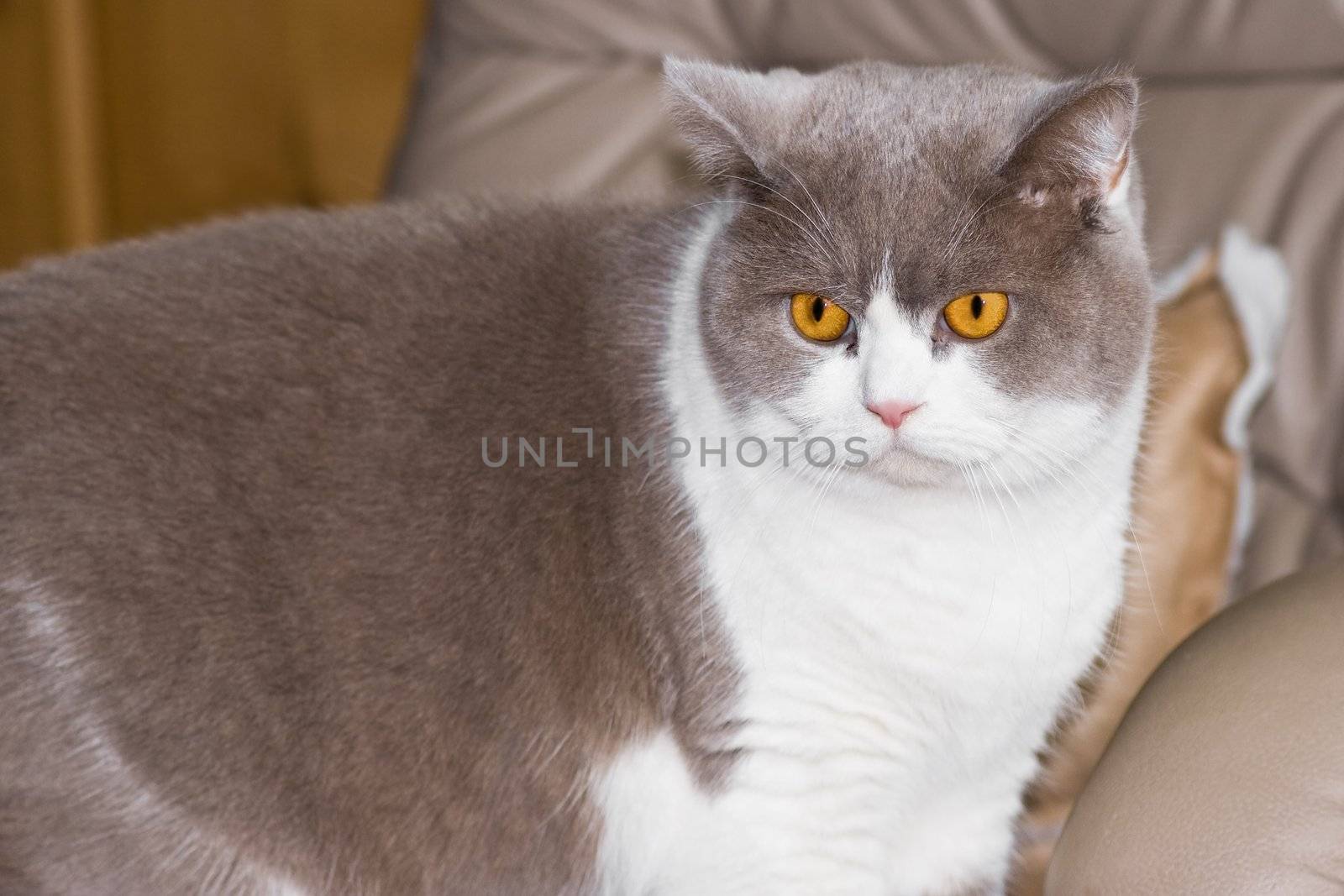 British Shorthair on a chair by Colette