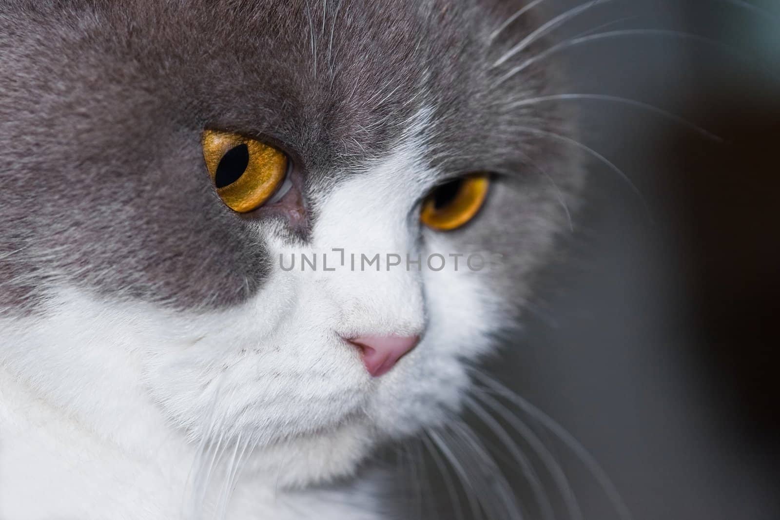  Grey and white "British Shorthair" looking to something