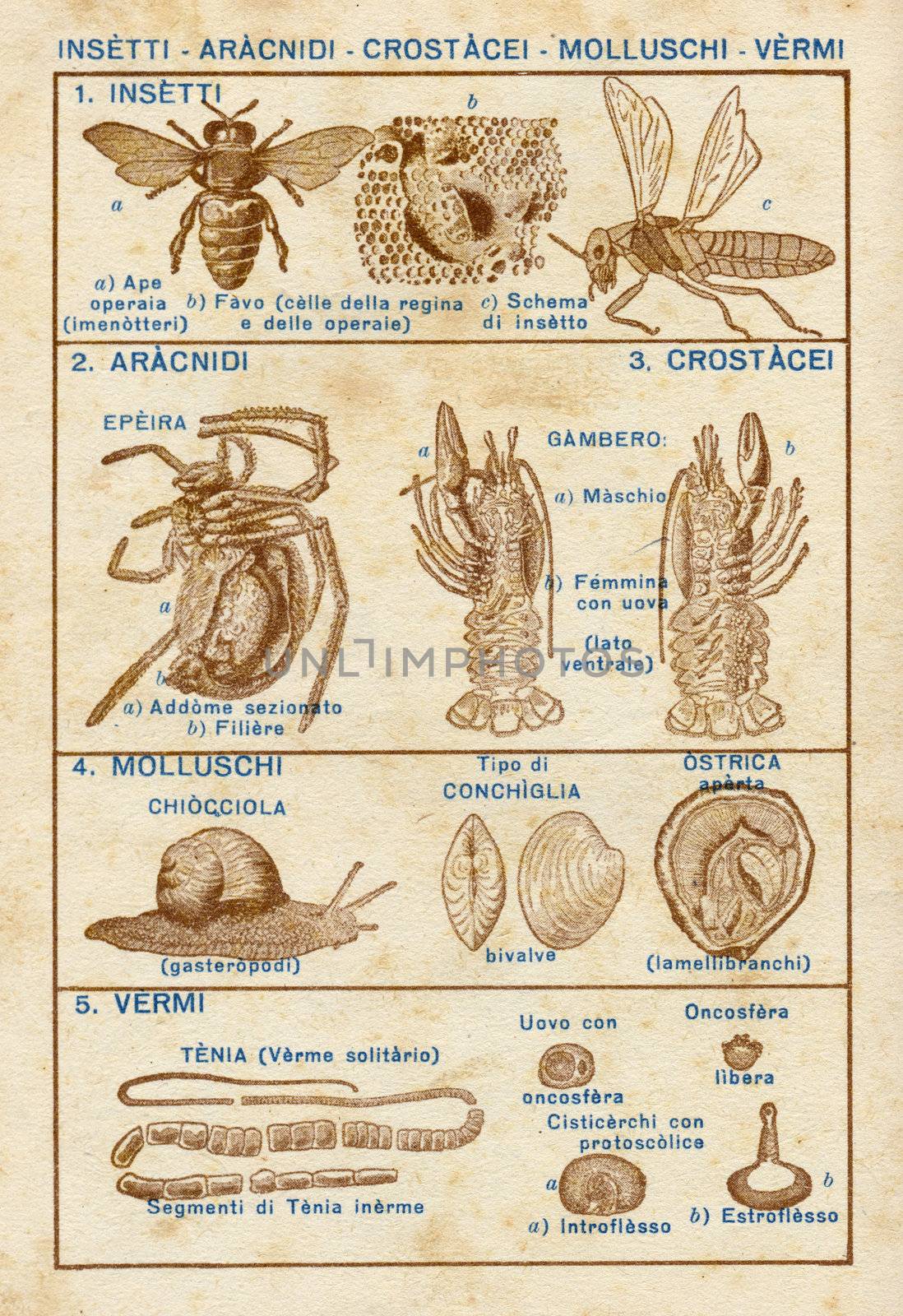 ITALY - CIRCA 1940: Vintage illustration of insects, circa 1940 in Italy