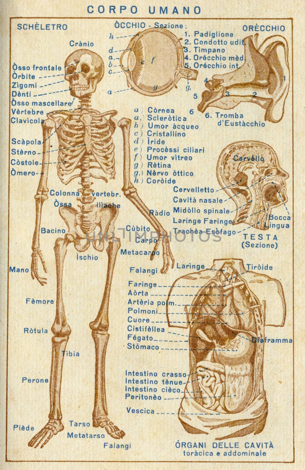 ITALY - CIRCA 1940: Vintage illustration of human body, circa 1940 in Italy