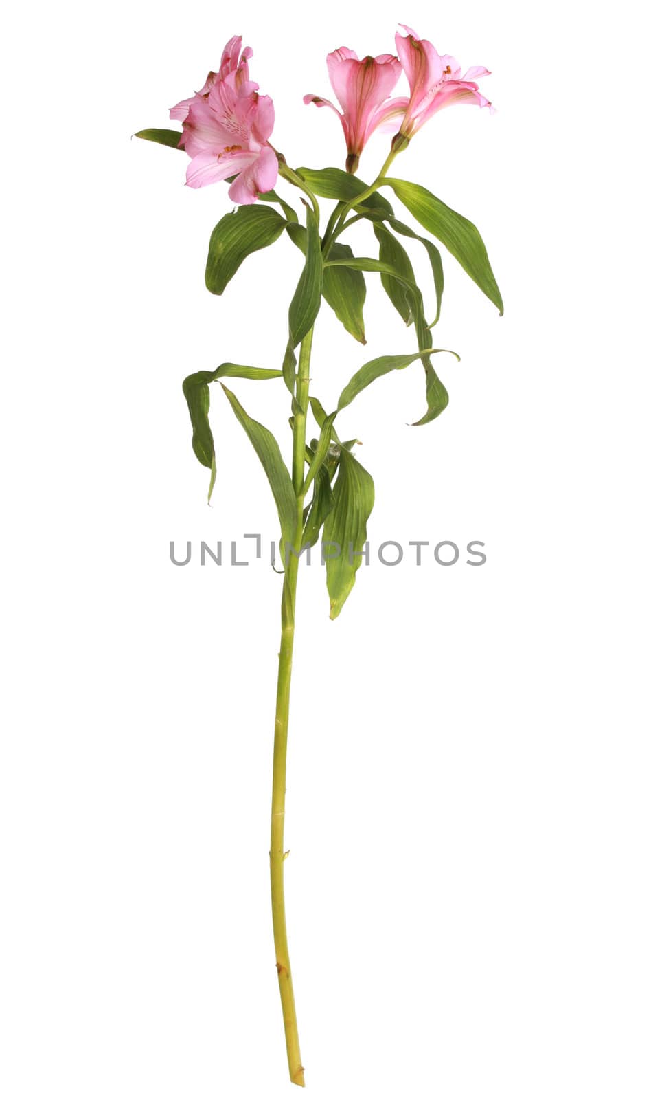 Pink lily flowers isolated on white