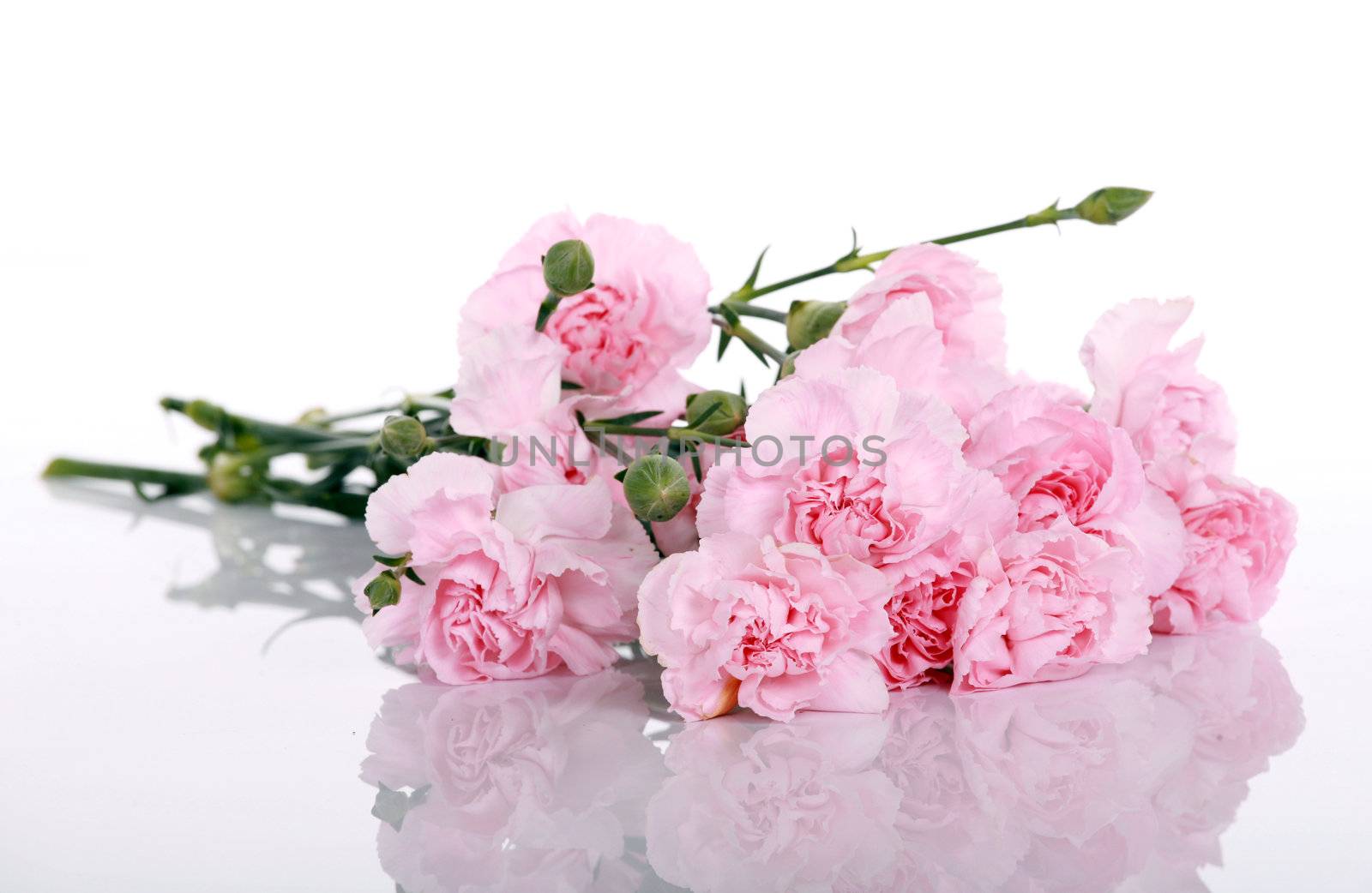 Bunch of pretty pink carnations on white with soft reflection
