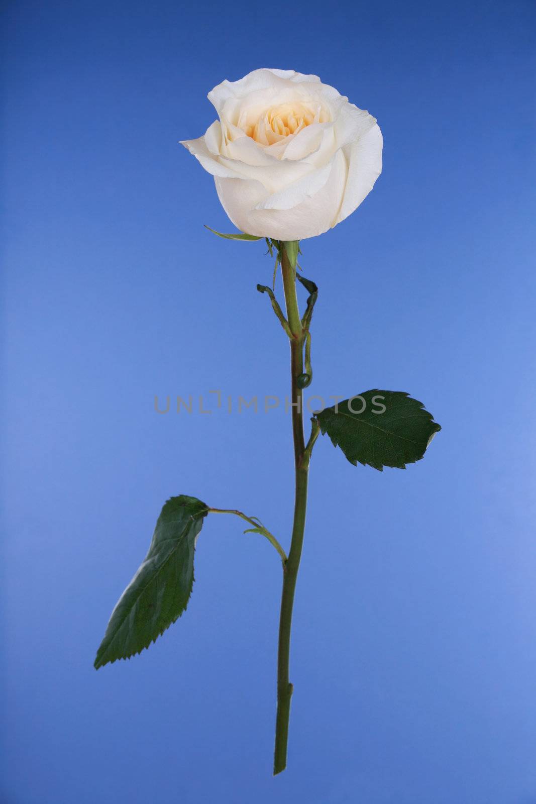 Single white rose on blue background