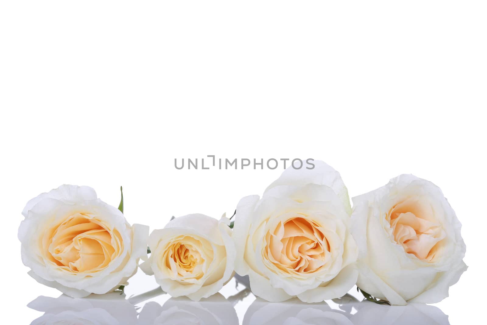 Four white roses with yellow centers in a row