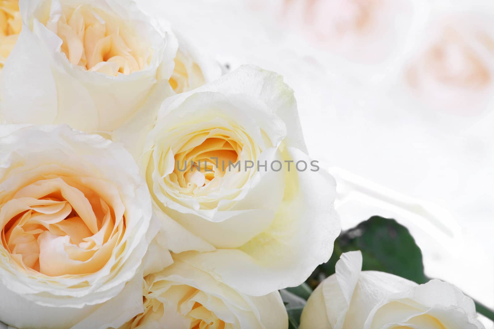 Bunch of White roses with yellow centers, type space available