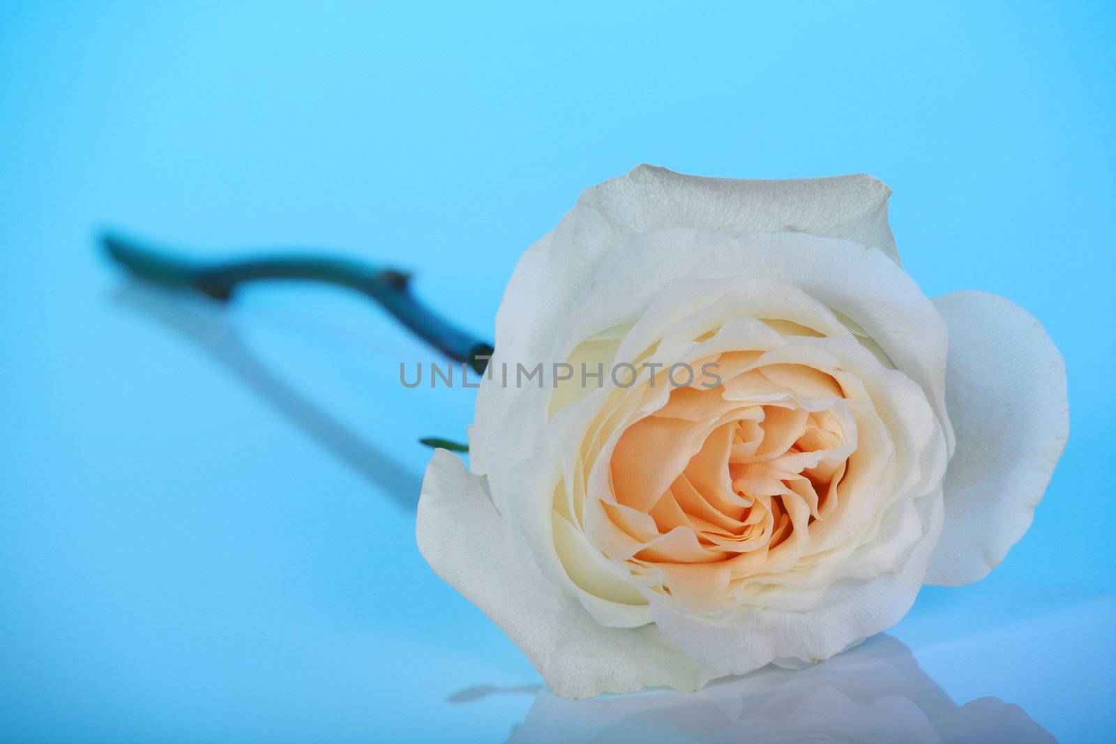 Single white rose on blue background