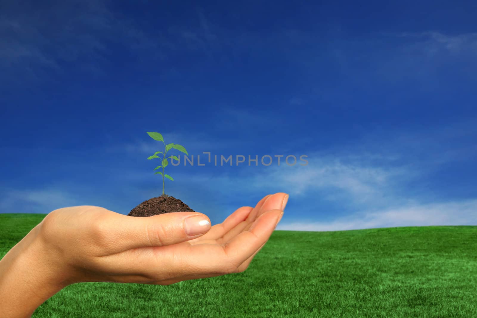Woman Holding one of Earths Renewable Source, Trees