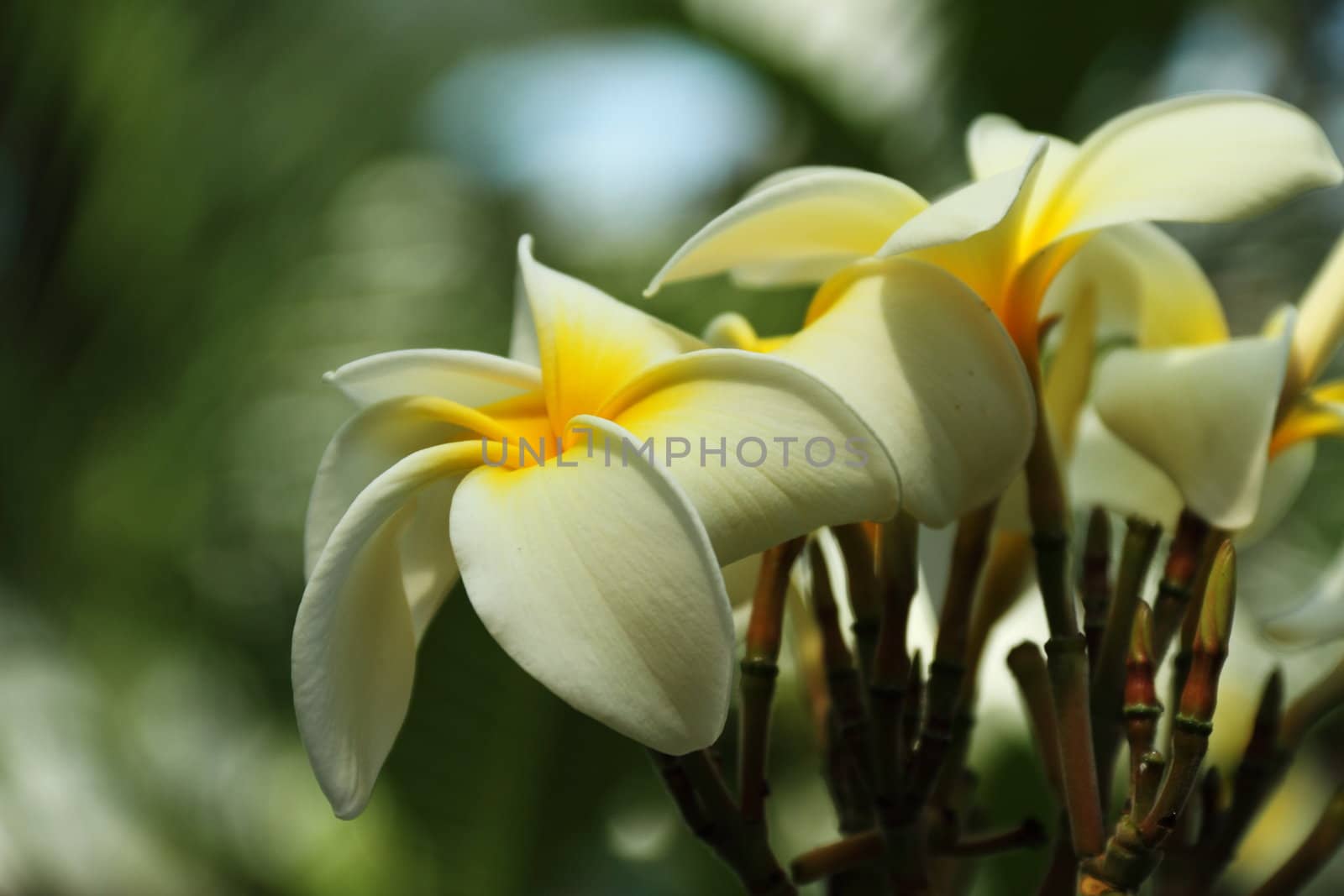 Spring time flowers in full bloom.