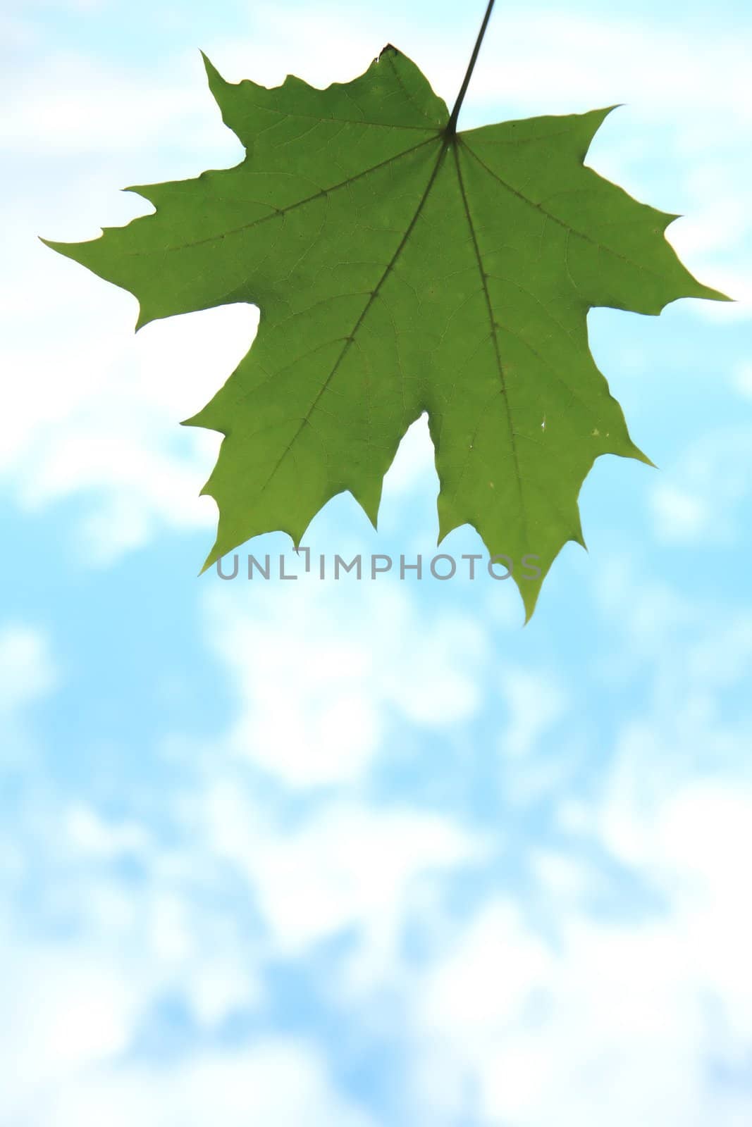 Green Maple Leaf on Background Blue Sky