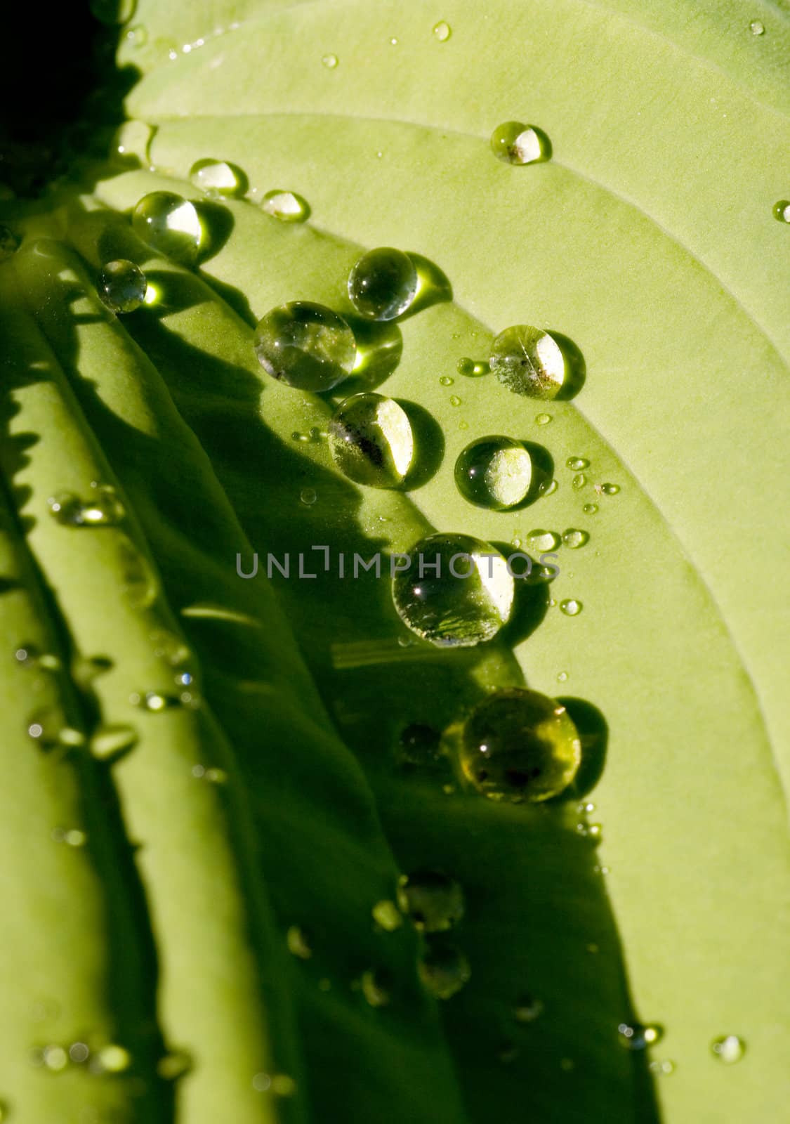 Leaf with drops,sun and shadows like abstract