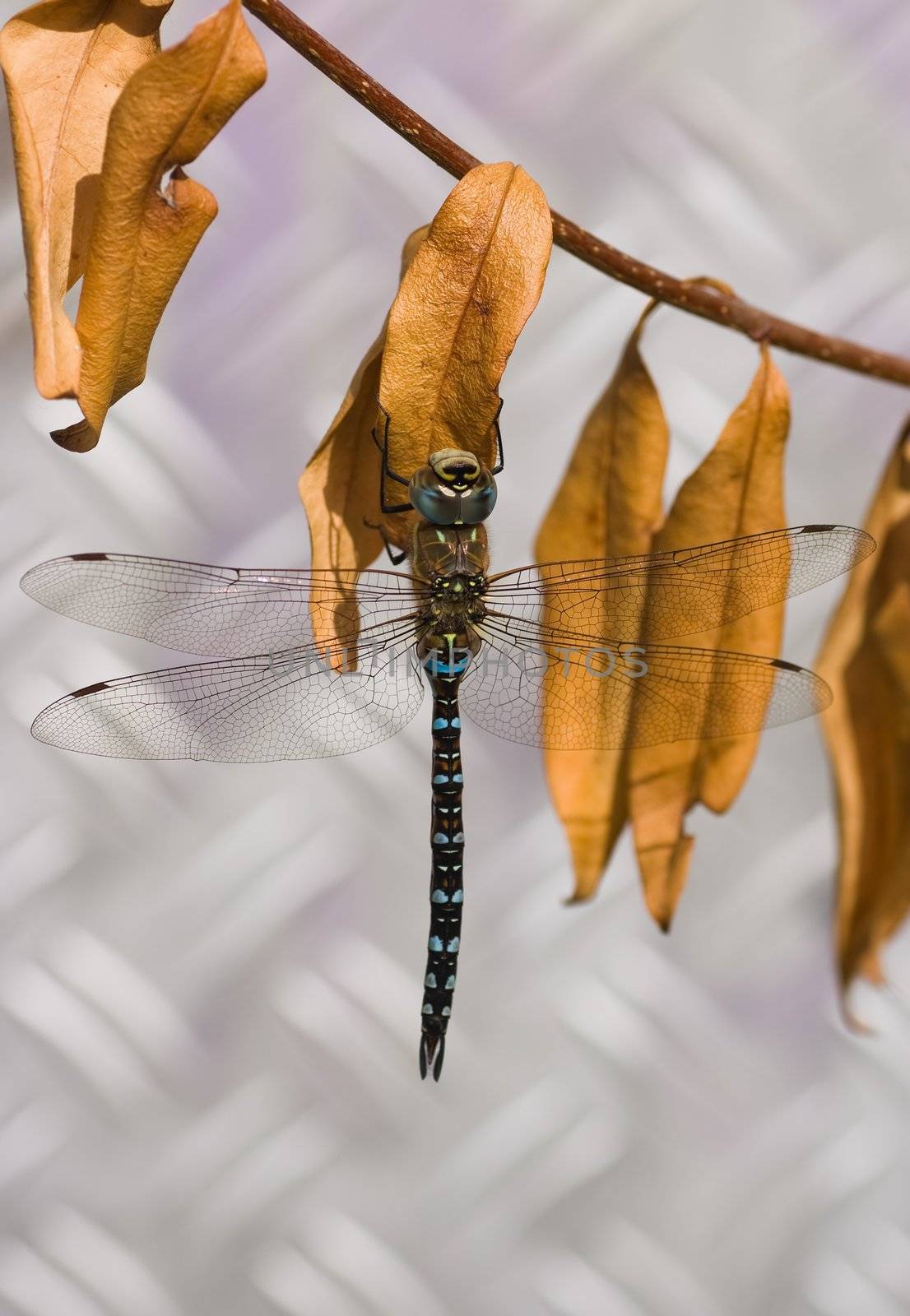 Migrant Hawker is one of the smaller species of hawker dragonflies