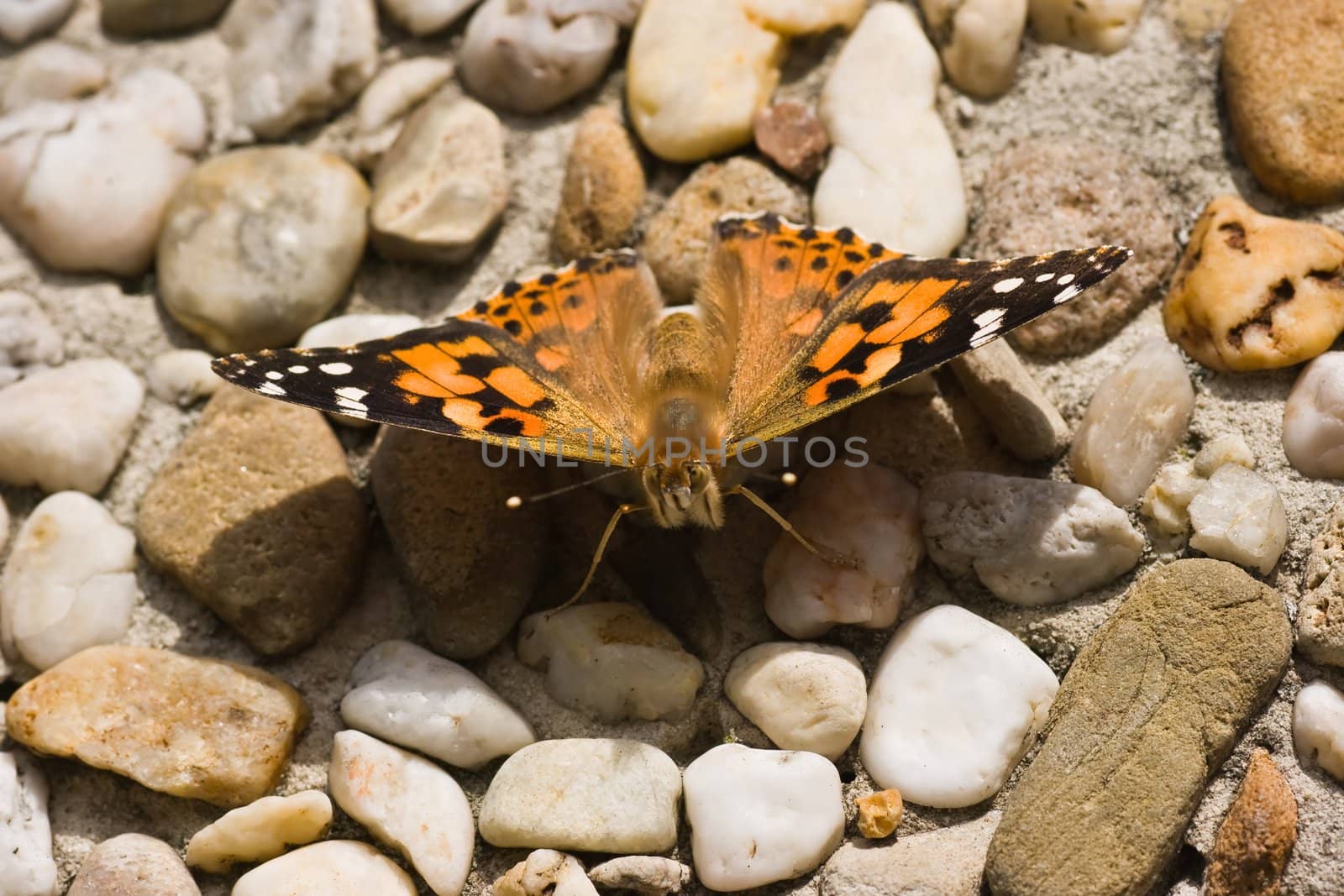 Painted Lady in the sun by Colette