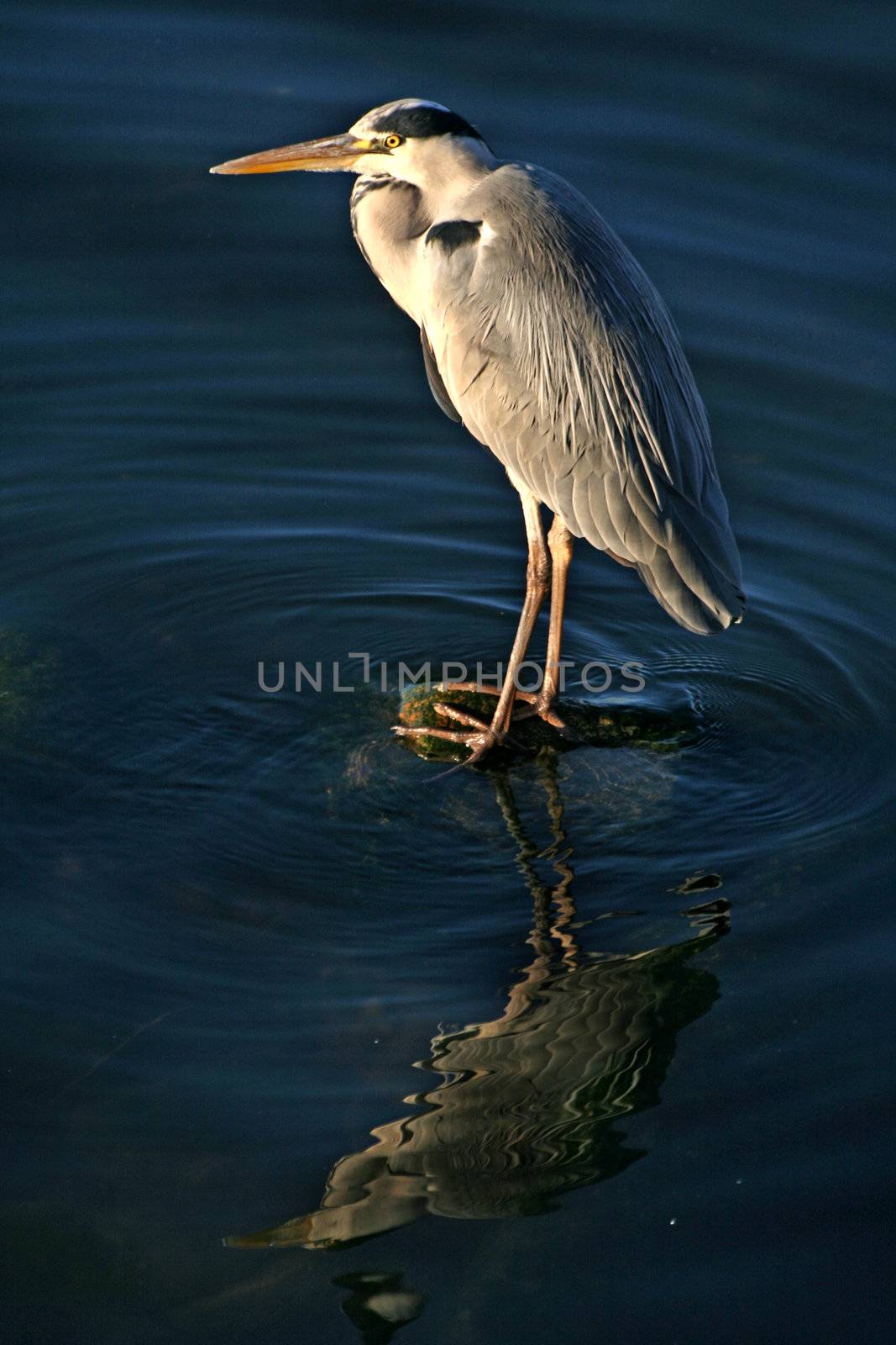 Grey Heron fishing at the waterside